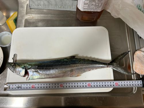 貝塚人工島