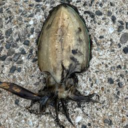 モンゴウイカ