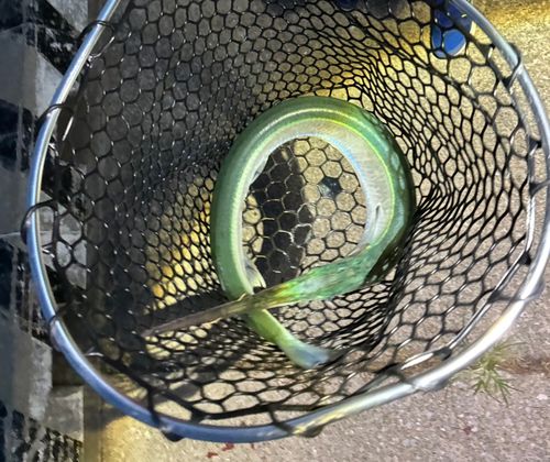 ダツの釣果