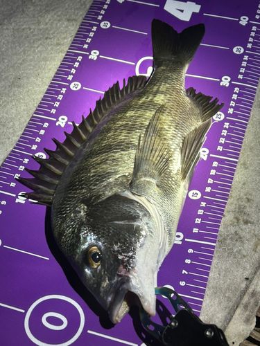 チヌの釣果