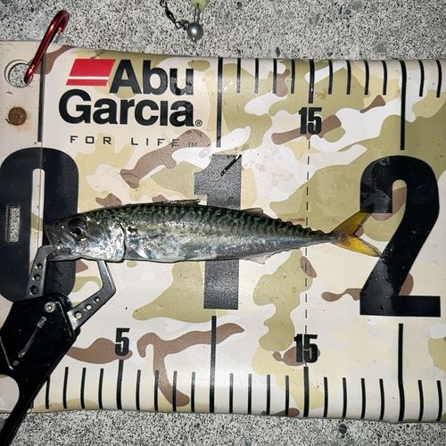マサバの釣果