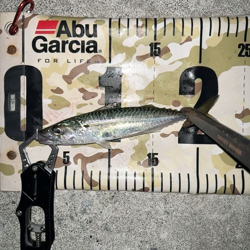 マサバの釣果