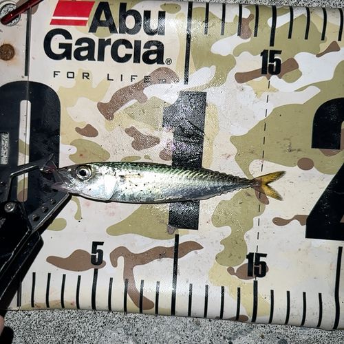 マサバの釣果