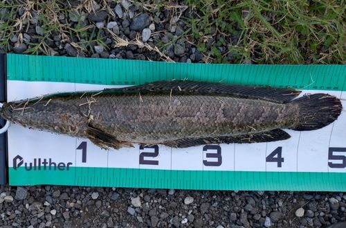 ライギョの釣果