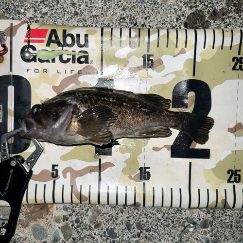 クロソイの釣果