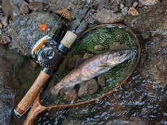 ヤマメの釣果