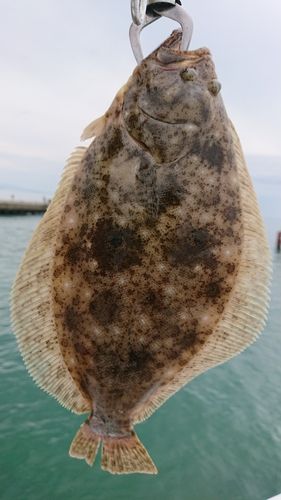 ソゲの釣果