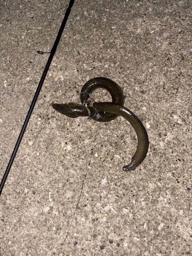 ウナギの釣果