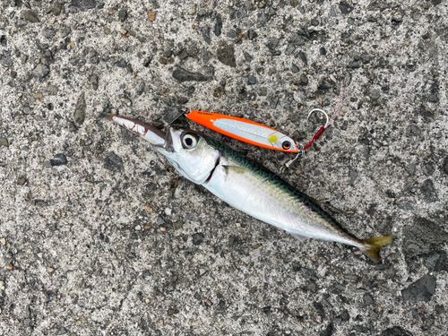 サゴシの釣果