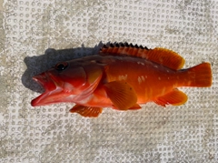 アカハタの釣果