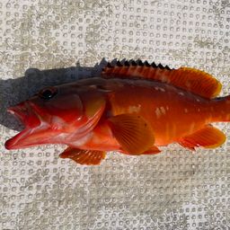 アカハタ