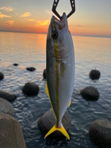 ツバイソの釣果