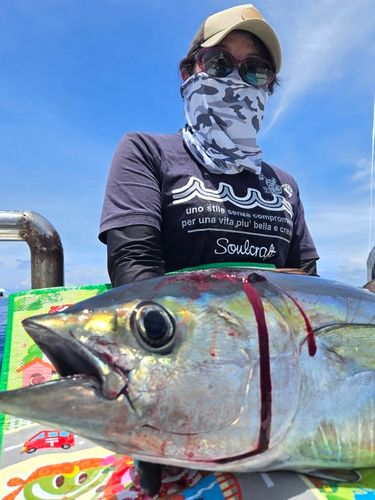 キハダマグロの釣果