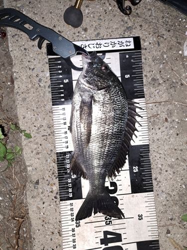 クロダイの釣果