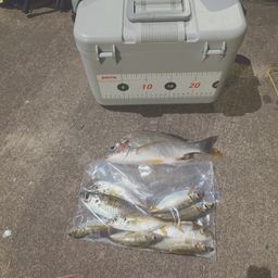アジ
