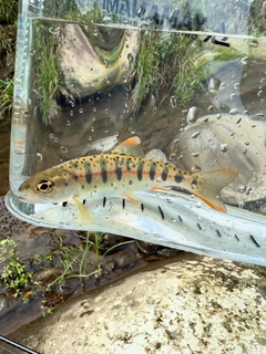 アマゴの釣果