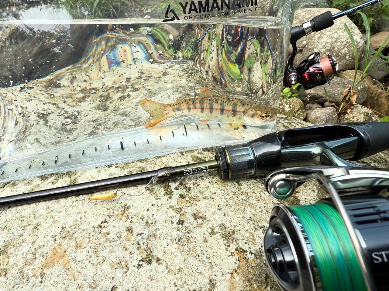 アマゴ