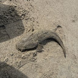 マゴチ