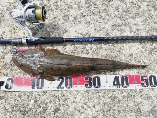 マゴチの釣果
