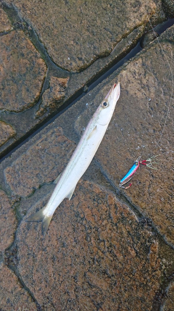 カマス