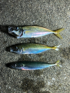 マアジの釣果