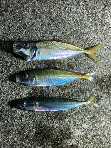 マアジの釣果
