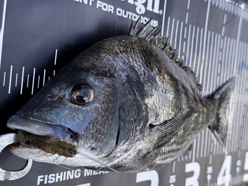 チヌの釣果
