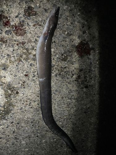 ダイナンアナゴの釣果