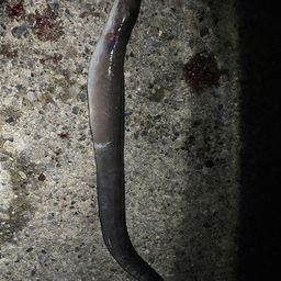 ダイナンアナゴ