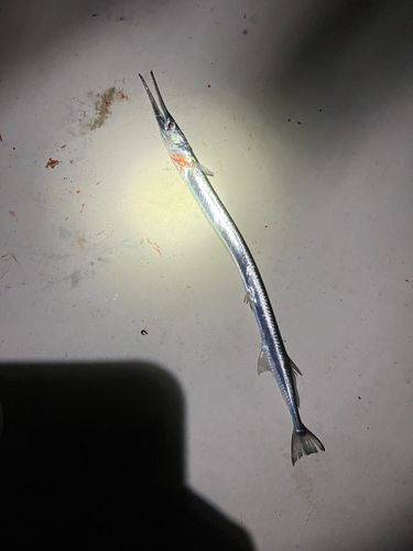 ダツの釣果