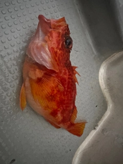 アヤメカサゴの釣果