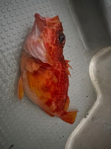 アヤメカサゴの釣果