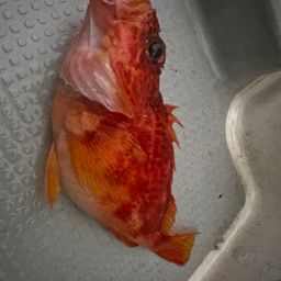 アヤメカサゴ