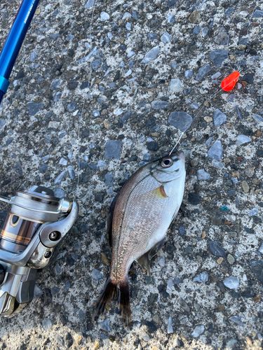 ウミタナゴの釣果