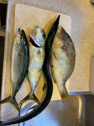 ヤズの釣果