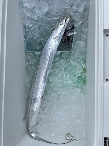 浦戸湾