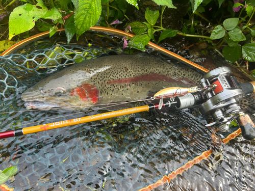 ニジマスの釣果