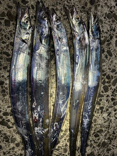タチウオの釣果