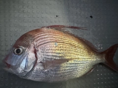 ヒレコダイの釣果