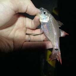 クロホシイシモチ