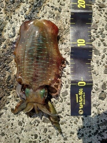 アオリイカの釣果