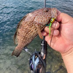 オオモンハタ