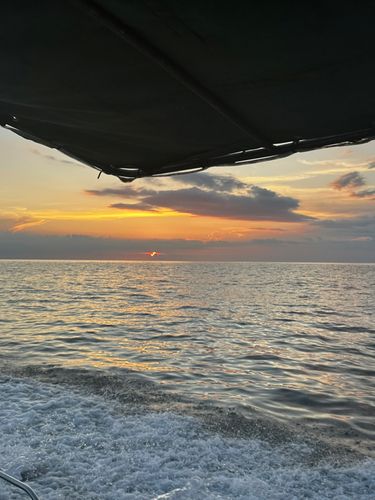 オニカサゴの釣果