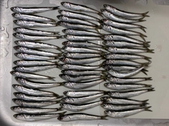 カタクチイワシの釣果