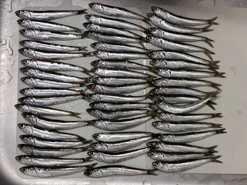 カタクチイワシの釣果