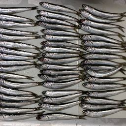 カタクチイワシ