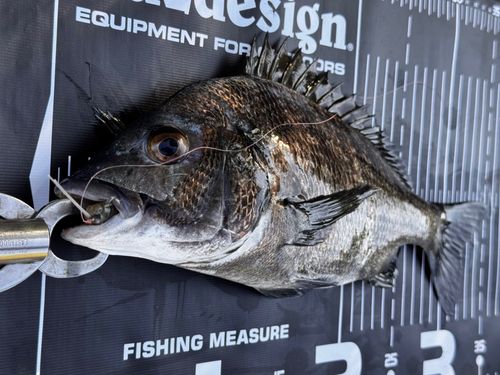 チヌの釣果