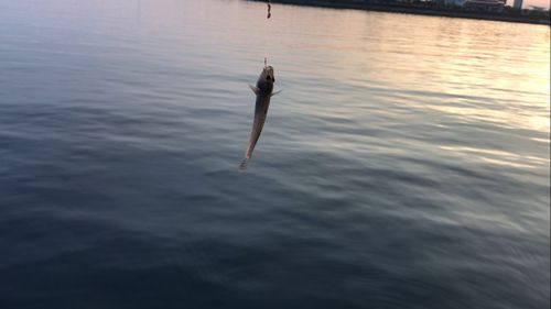 釣果