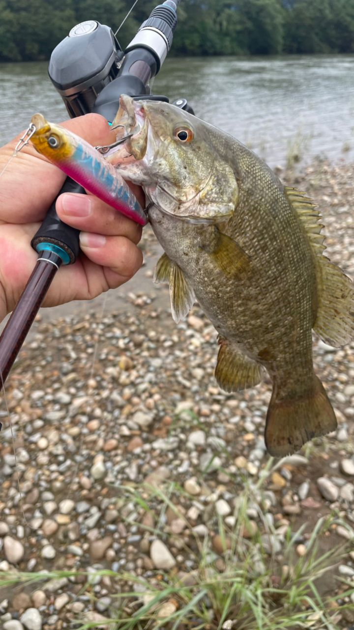 スモールマウスバス