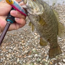 スモールマウスバス